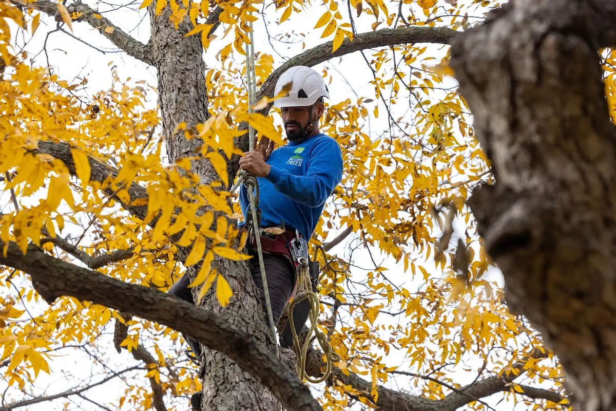 Skilled Storm Damage Cleanup crew working in Curtis