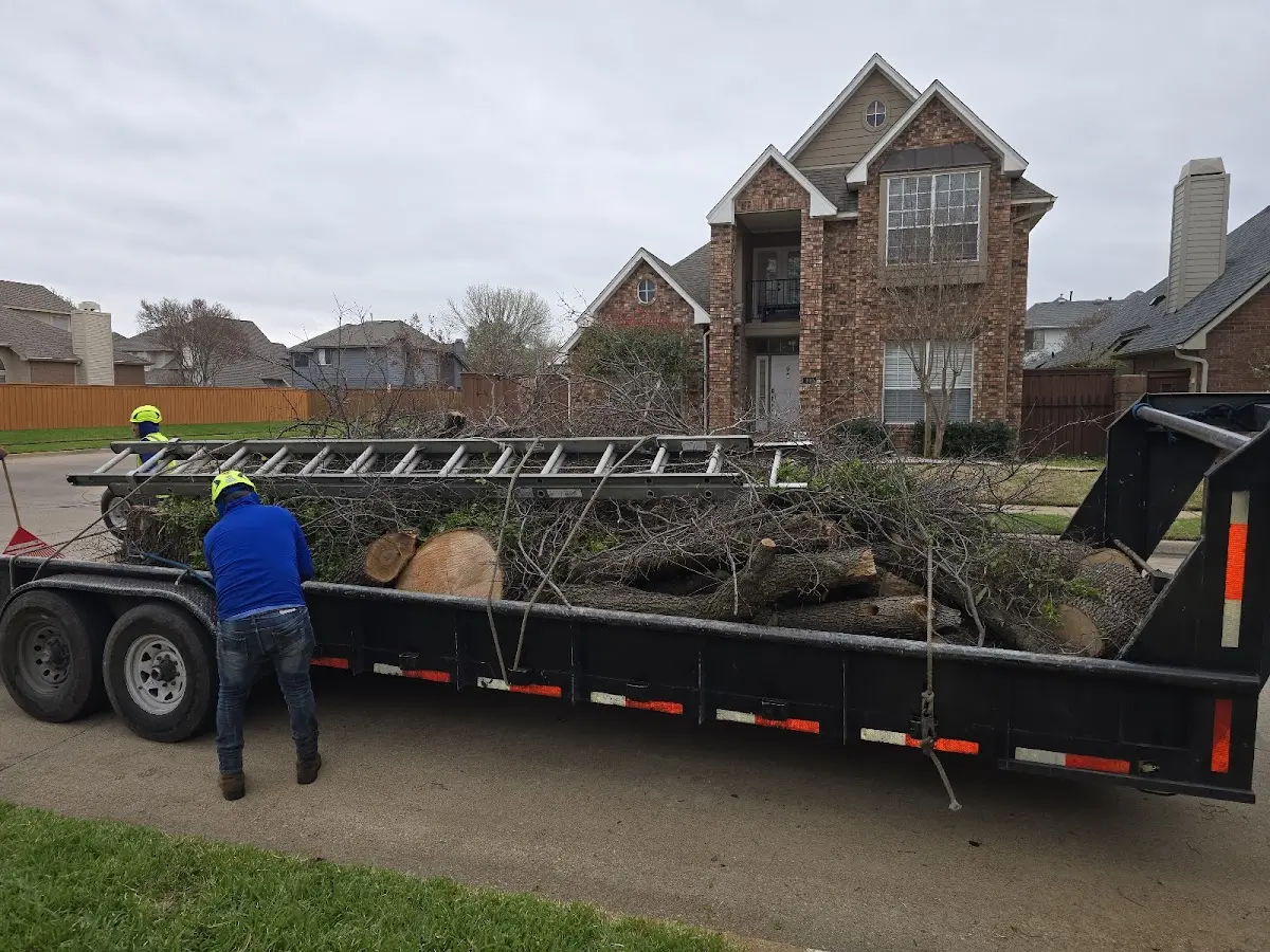 Expert Tree Removal with proper safety equipment in Curtis